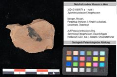 Foto (Objekt + Etikett) von Xylomites pistaciae Ettingshausen (NHMW-GEO-2024-0188-0071a)